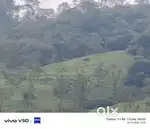 2 Acre Forest View Land for Sale in  Vagamon- elephant view property