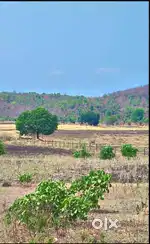 Agriculture + poltry farm