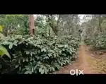 Belur, Hassan, Karnataka - Land Area: 12 acres - Property Type: Coffee