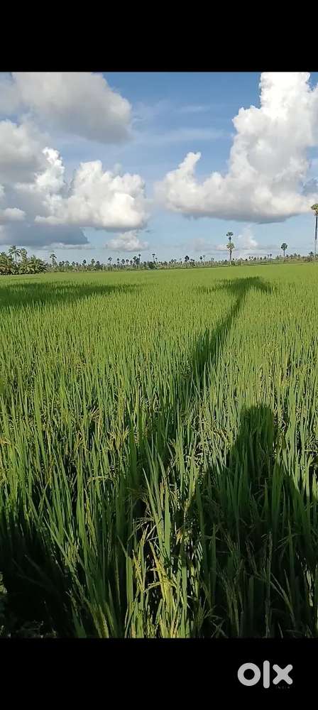 Agriculture 1 acrea land in vinukonda