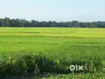 1 bigha for sale in Khowang Azarguri plot system