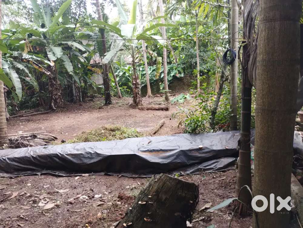 7 CENT NEAR ASHA HOSPITAL. 60 MTR FROM NH 66. 4 MTR  WIDE ROAD ACCESS.