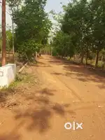 Farm lands near nadimpalli 15 lakhs