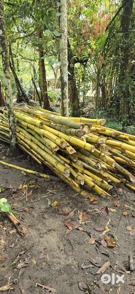 Quality Bamboo Poles for Sale – Ideal for Construction, Gardening,
