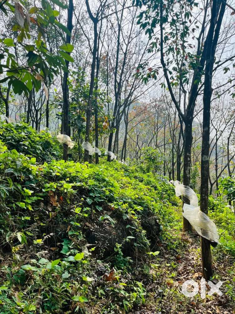 2 Acres Rubber Plant for Sale