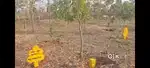 Open plots 121 Sq yards in narayankhed