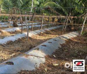 Farmland for sale in Kollengode, Palakkad