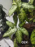 Indoor Plants