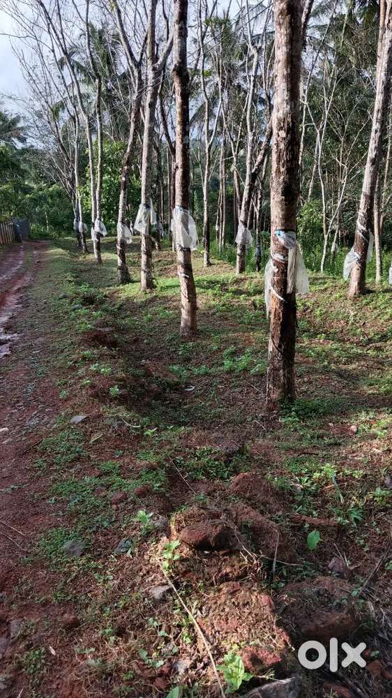 Plot for sale Near Kallode, Perambra at 1.25 per cent