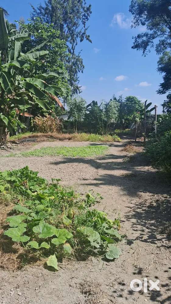 1.5 katha of miyadi land. Near Kajalgaon DTO.
