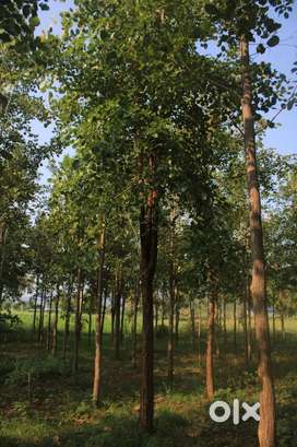 Sandal tree worth 10 core in5 years70 cents plotlocation at prempalur
