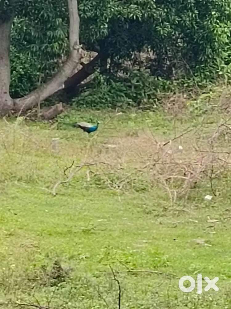 Land for Rental in Varichikudy 100 meter from Pondy Karaikal mainroad