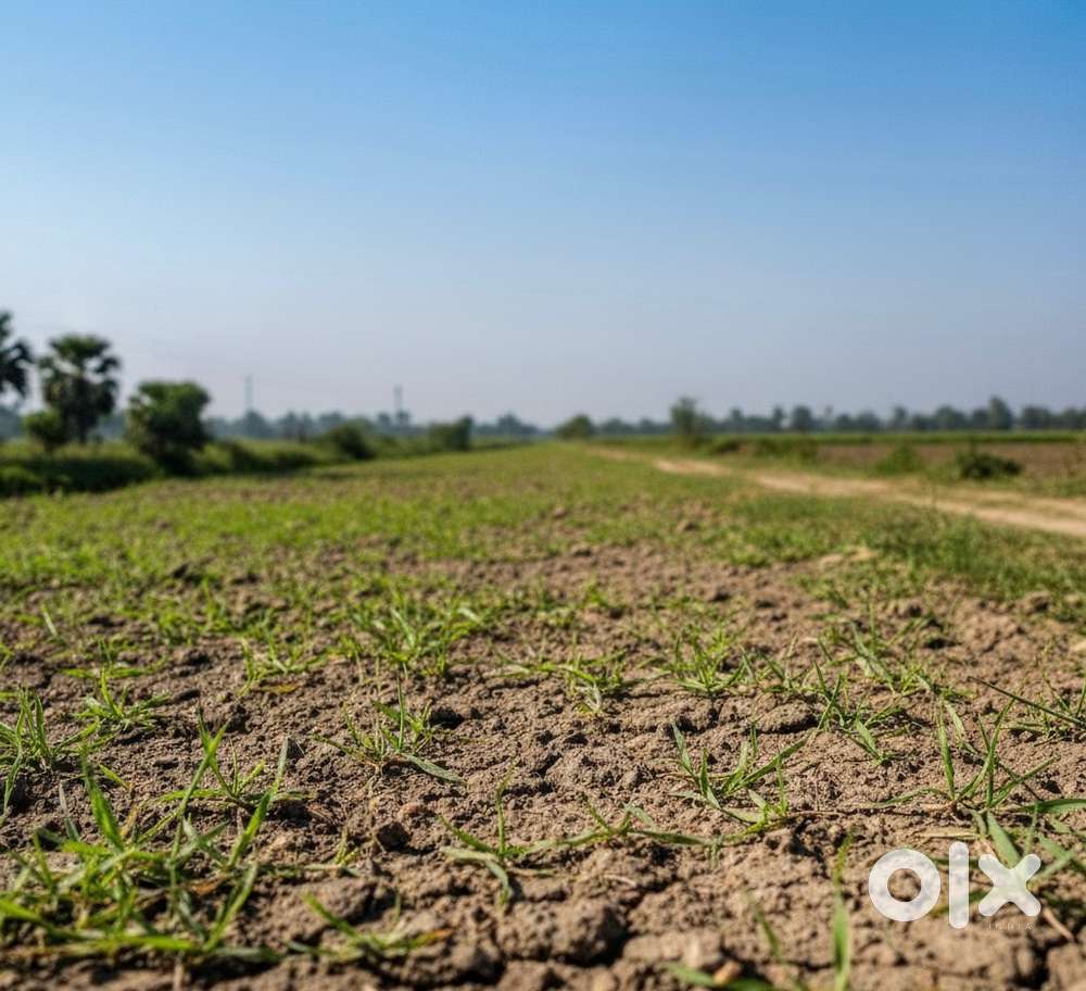 12 Biswa Agriculture Land For Sale in Paigambarpur Barabanki