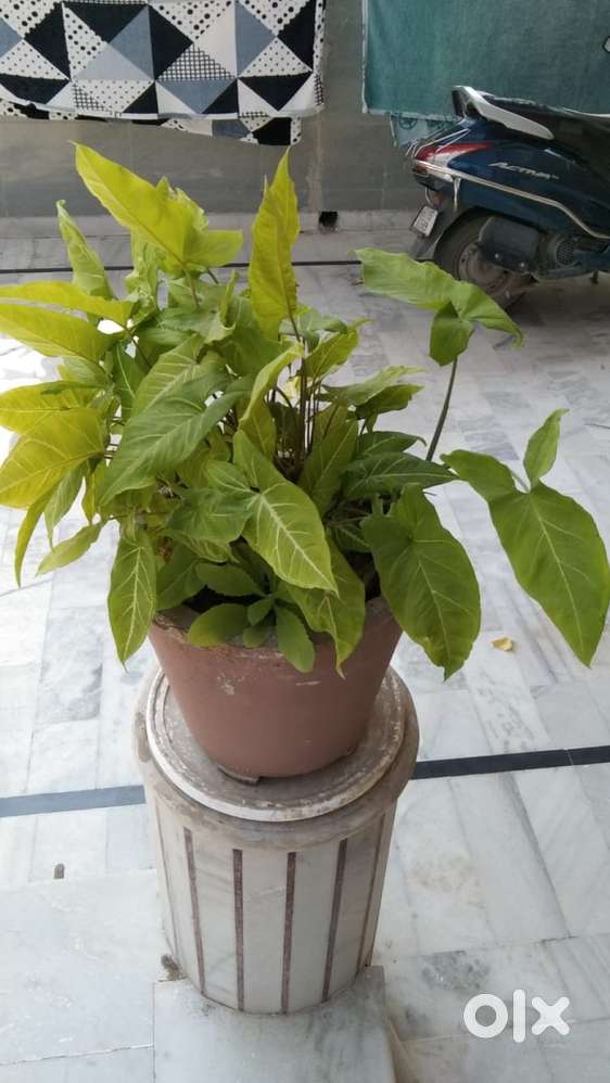 Plants small and big size