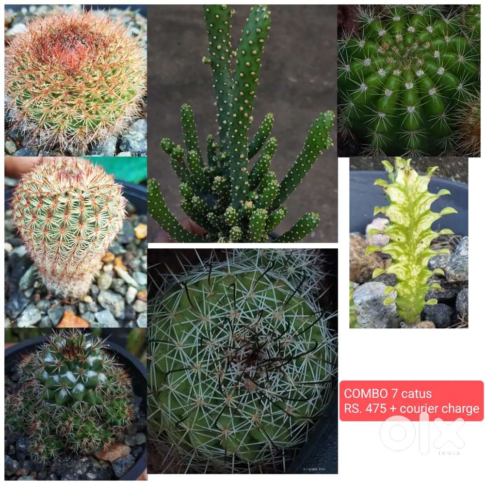 Combo Cactus