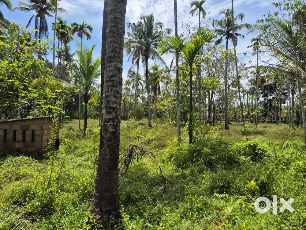 1.15 acer  Land for Sale Near Varapuzha Kongorpilly Bus route Frontage