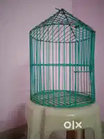 Birds Cage