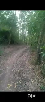 Urgentlyselling 38280 square feet land with acasia trees planted in it