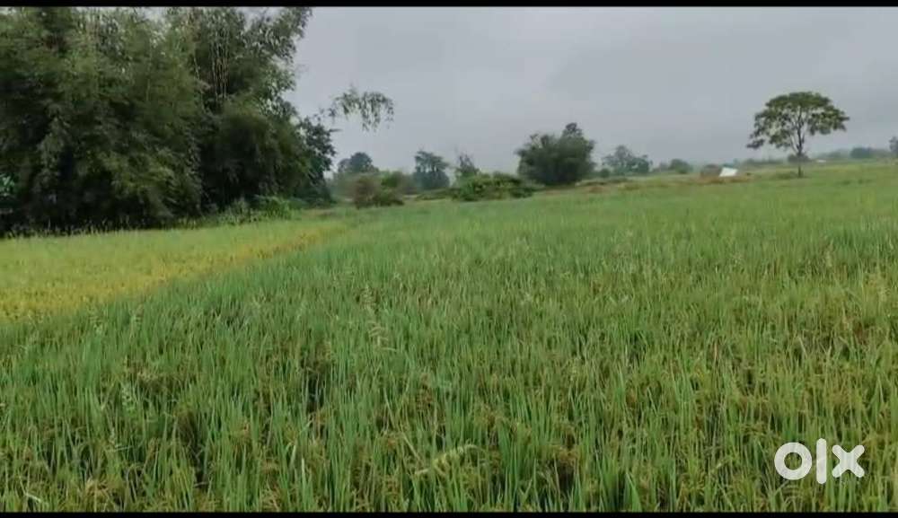 Paddy field, including try land
