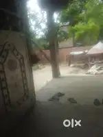 বীরপুর নাকাশী পাড়া নদিয়া জমি বিক্রি আছে 37 শতক
