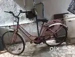 Lady bird cycle