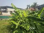 5.50 Cent Residencial House Plot Sale Palarivattom.