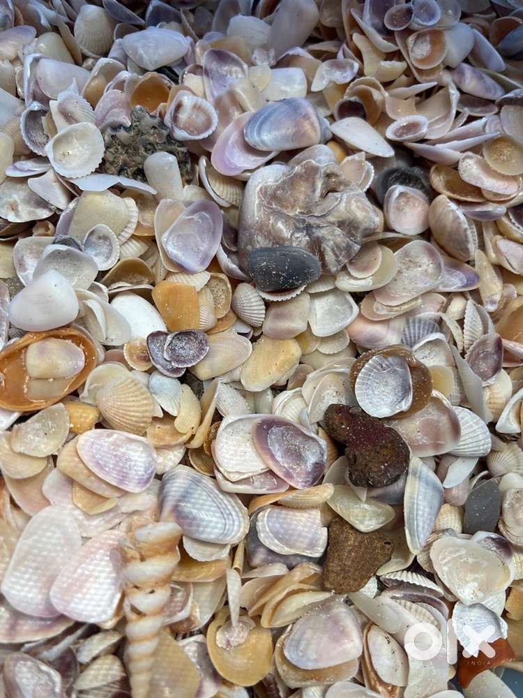 Selling shells and Sand