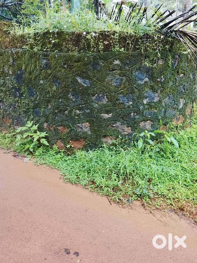 50 CENT LAND FOR SALE VELLIMADU KUNNU KOZHIKODE