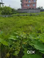 2,5khatas land at kalabari champasari