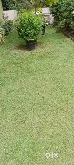 Grass cutting  and  gardening