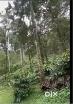 16 Acre Coffee Plantation for Sale – Near Tree Hill Resort, Madikeri