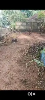 Plot for sale. 4½cent including coconut tree and well