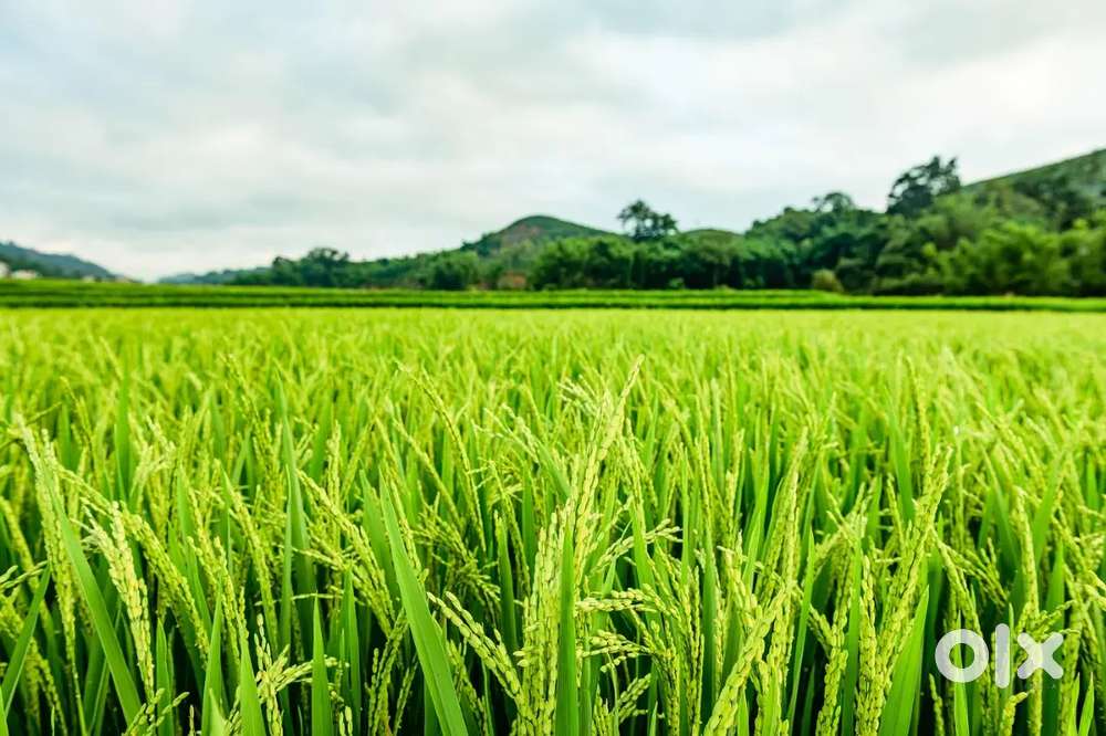 पोंडी परसवाड़ा में 4.5 एकड़ भूमी