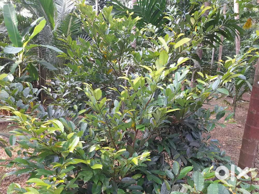 Farm land near NH Gnt to ponnur