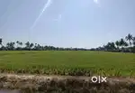 25 ACRES LAND FOR SALE IN ALAPUZHA KERALA