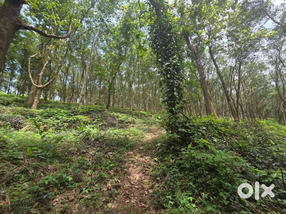 Five and half acre rubber estate  for sale in kodumudi, pathanamthitta