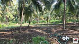 4.5 Acre farmland for sale in Palakkad