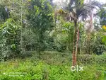 Perfect Land for Resort / Farmhouse ,Vadakkanad, Sulthan Bathery Wayan