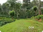 60 acres Estate for sale in nelliyampathy, Palakkad, Kerala.