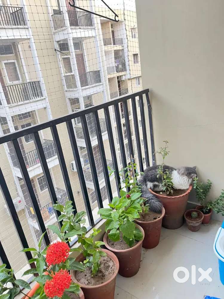 1 room with attached washroom is available for rent