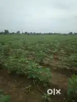 Urgent sale required genuine buyer 2acre kheti