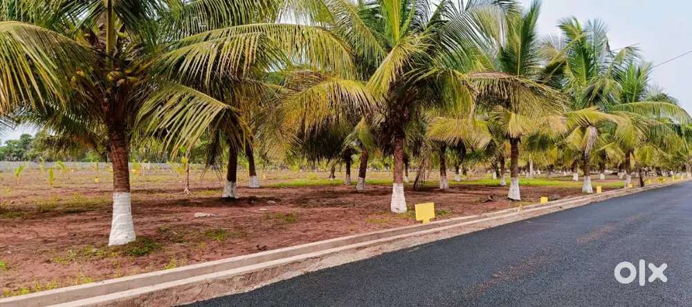 Open Plots in Bhogapuram