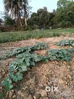 Commercial plot for sale