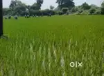 8 acres for Farm house