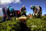 Wanted experienced male farm agriculture com tractor driver workers