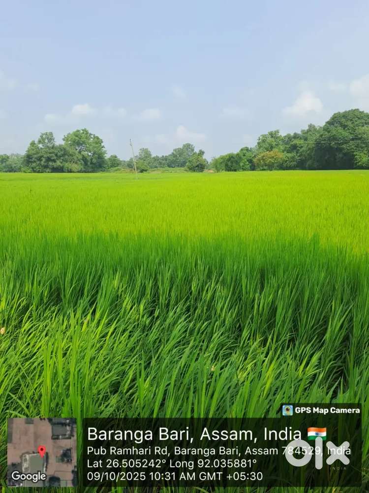 1bigha 3katha available near itc factory mangoldoi