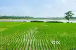 80 bigha ( 49.5 ACRE ) land in city chhatri on road unadr 6 cr