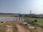 3.2 acreAgriculture farm near bhemole road ,gopalapuram,,west godavari