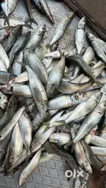 Fish cutting