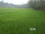 10acre for sale near  Elevancherry Nenmara
